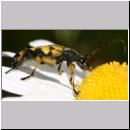 Leptura maculata - Gefleckter Schmalbock 07.jpg